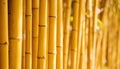 Close up golden bamboo background Royalty Free Stock Photo