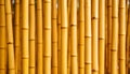 Close up golden bamboo background Royalty Free Stock Photo