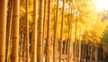 Close up golden bamboo background Royalty Free Stock Photo