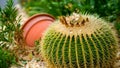 Close up of Golden Barrel cactus, golden ball plant in arid plants garden