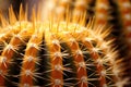 Close-up of the Golden Barrel Cactus, Echinocactus grusonii, a desert plant native to Mexico