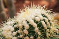 Close Up of Golden Barrel Cactus or Echinocactus grusonii Hildm Royalty Free Stock Photo