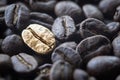 Close-up of the golden bean on roasted coffee background Royalty Free Stock Photo