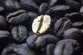 Close-up of the golden bean on roasted coffee background Royalty Free Stock Photo