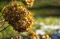 Close up of golden beautiful dried Hydrangea flowers on the dark blurred green background. Royalty Free Stock Photo