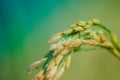 Close-up of golden-brown grains and rice grains that are currently held in organic rice fields