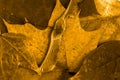 Close up of golden colored fall autumn leaf`s background. Royalty Free Stock Photo