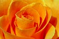 Close up of golden colored rose Royalty Free Stock Photo