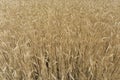 Close Up - golden Corn field - above view Royalty Free Stock Photo