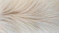 Close up golden dog fur background, wavy dog fur.