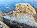 Beautiful golden dragonfly perched on top of a rock, on the edge of a river