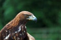 Close up of a Golden Eagle with blurred background.