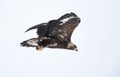 Close up of a Golden Eagle in flight Royalty Free Stock Photo