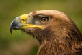 Close-up of golden eagle head with catchlight Royalty Free Stock Photo
