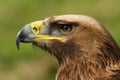 Close-up of golden eagle head with catchlight