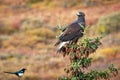 Close up golden eagle portrait at Denali National Park in Alaska Royalty Free Stock Photo