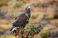 Close up golden eagle portrait at Denali National Park in Alaska Royalty Free Stock Photo