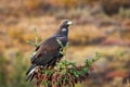 Close up golden eagle portrait at Denali National Park in Alaska Royalty Free Stock Photo