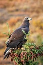 Close up golden eagle portrait at Denali National Park in Alaska Royalty Free Stock Photo