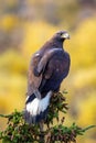 Close up golden eagle portrait at Denali National Park in Alaska Royalty Free Stock Photo