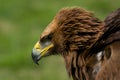 Close-up of golden eagle with ruffled feathers