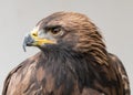 Close up of a golden eagle, yellow beak Royalty Free Stock Photo