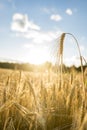 Close up of golden ear of wheat illuminated by sun Royalty Free Stock Photo