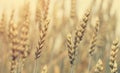 Close up of golden ear on the wheat or rye field background. small depth of field Royalty Free Stock Photo