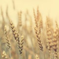 Close up of golden ear on the wheat or rye field background. small depth of field Royalty Free Stock Photo