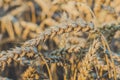 Close up of golden ears of wheat. Low saturation. Vintage look Royalty Free Stock Photo