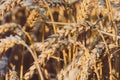 Close up of golden ears of wheat. Low saturation. Vintage look Royalty Free Stock Photo