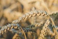 Close up of golden ears of wheat in sun light flares. Royalty Free Stock Photo