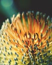 Close up of the golden flowers of an inflorescence of the Australian native Old Man Banksia