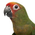 Close-up of Golden-fronted Conure, Aratinga auricapilla aurifrons, 3 months old Royalty Free Stock Photo