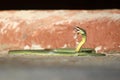 Close-Up Of Golden green snake is eating gecko on the ground