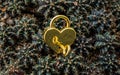 Close-up of Golden heart shaped love padlock and key over on small cactus pile background Royalty Free Stock Photo