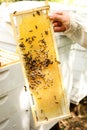 Golden honeycombs with bees in the hands