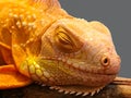 Close-up of a golden iguana is sleeping on a log. Isolated on a gray background. Royalty Free Stock Photo