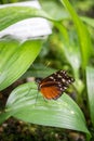 Close-Up of Golden Longwing Heliconius Hecale Butterfly Sitting on a Leaf Royalty Free Stock Photo