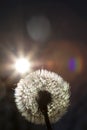 Close up golden looking photo on a dandelion plant with sun shining from behind it creating a colorful decorative lens flare