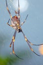Close-up of golden orb-weaver spider in intricate web, highlighting vibrant patterns and delicate details