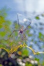 Close-up of golden orb-weaver spider in intricate web, highlighting vibrant patterns and delicate details