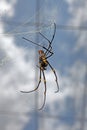 Close-up of golden orb-weaver spider in intricate web, highlighting vibrant patterns and delicate details