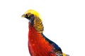 Close-up Golden pheasant bird red and yellow Royalty Free Stock Photo