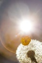 Close up golden photo of a dandelion plant with a small flower and the sun shining from behind it creating a decorative lens flare