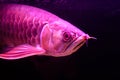 Close up Golden Red Tail Arowana fish isolated on black background. Royalty Free Stock Photo