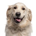 Close-up of Golden Retriever, 2 years old Royalty Free Stock Photo