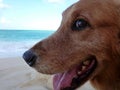 Close-up of Golden Retriever Dog Head with mouth open Royalty Free Stock Photo