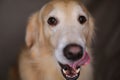 a close up of a golden retriever dog with his tongue out Royalty Free Stock Photo