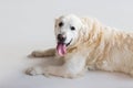 Close up of golden retriever dog lying on floor Royalty Free Stock Photo